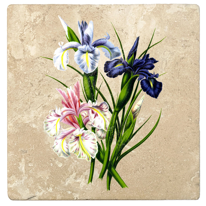 4" Absorbent Stone Flower Designs Drink Coasters, English Iris, 2 Sets of 4, 8 Pieces